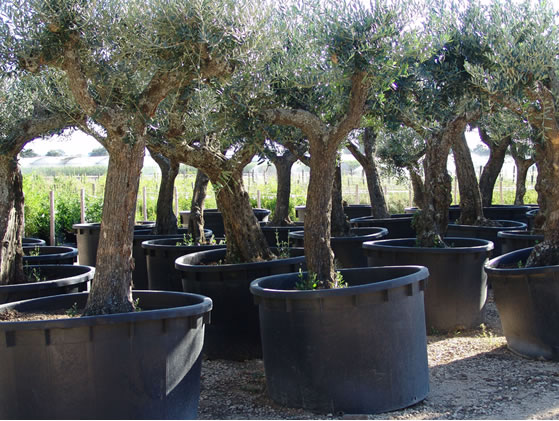 Olive trees in pots