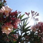 Summer 2012