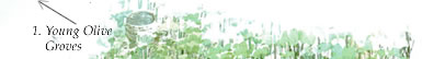 Young olive groves